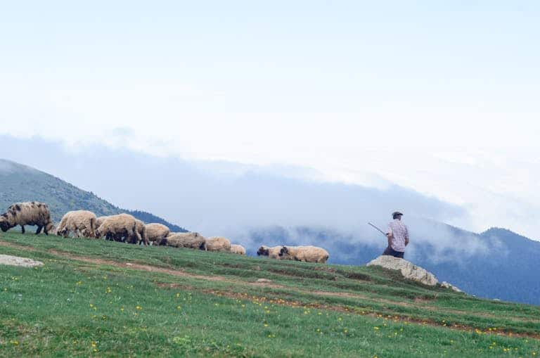 A serene rural landscape featuring a shepherd overseeing sheep grazing in misty hills.