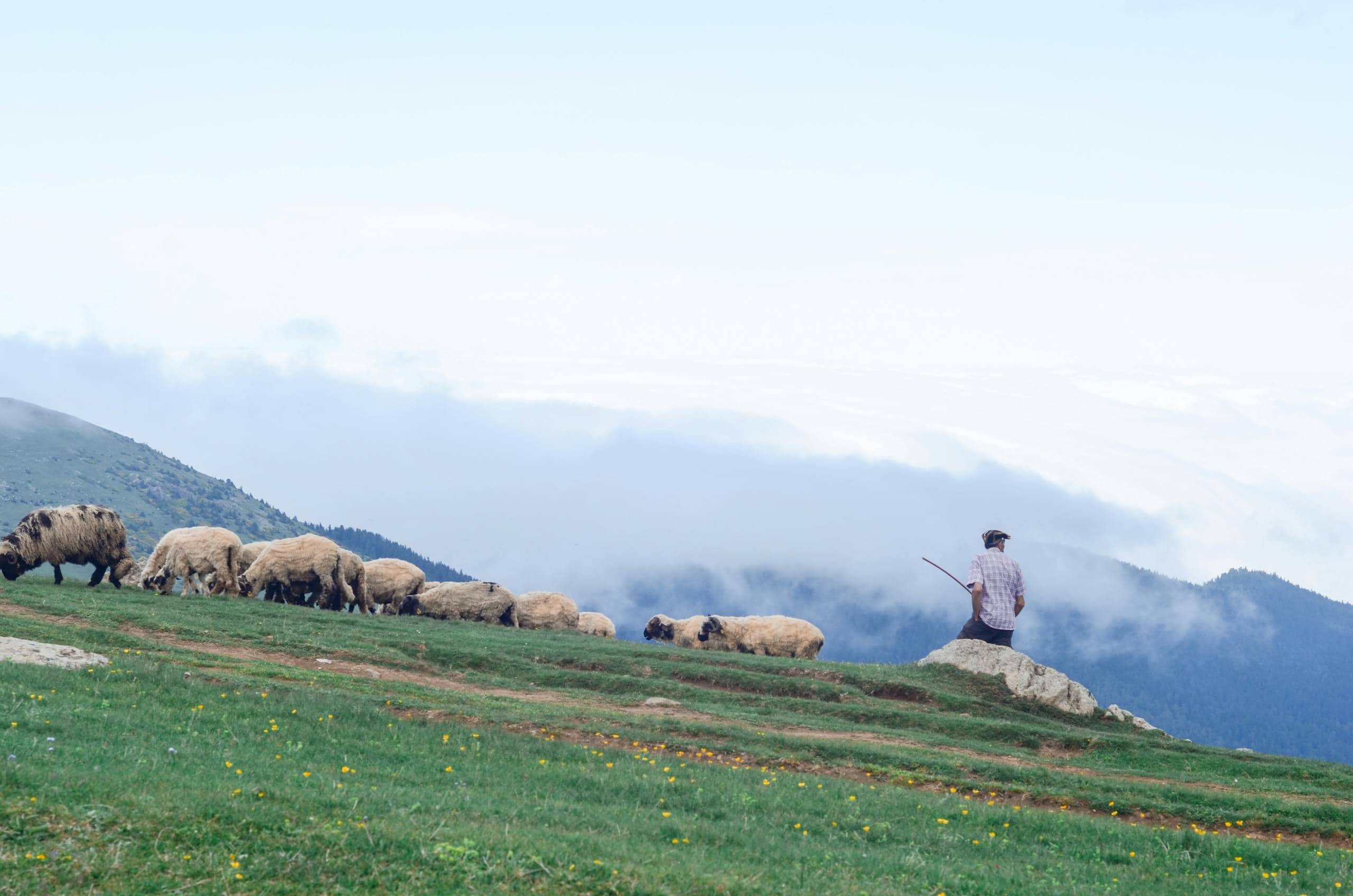 A serene rural landscape featuring a shepherd overseeing sheep grazing in misty hills.